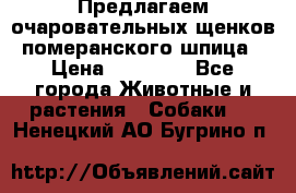 Предлагаем очаровательных щенков померанского шпица › Цена ­ 15 000 - Все города Животные и растения » Собаки   . Ненецкий АО,Бугрино п.